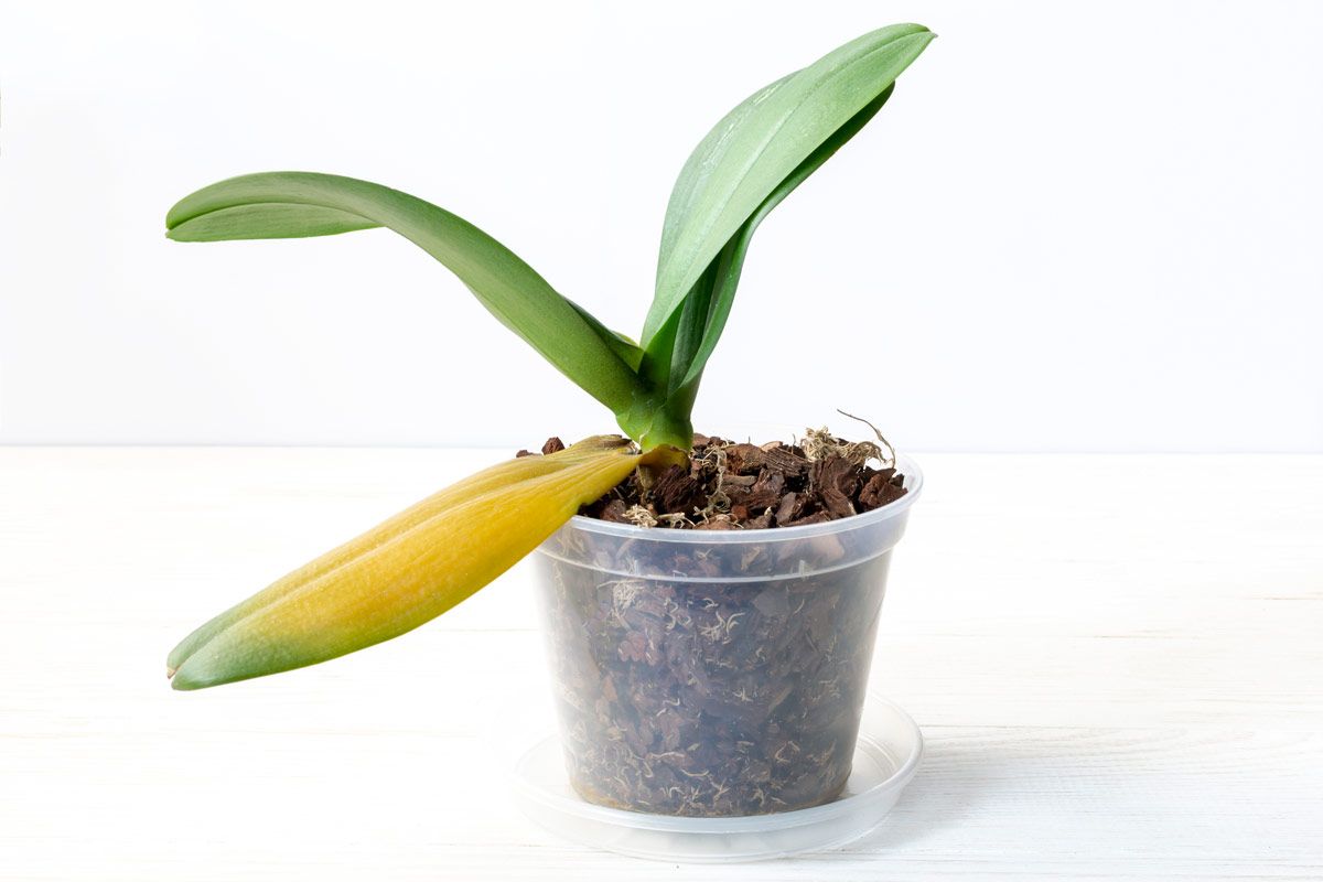 Warum werden Orchideen Blätter gelb