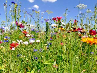 Was ist eine Blumenwiese