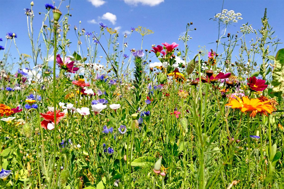 Was ist eine Blumenwiese