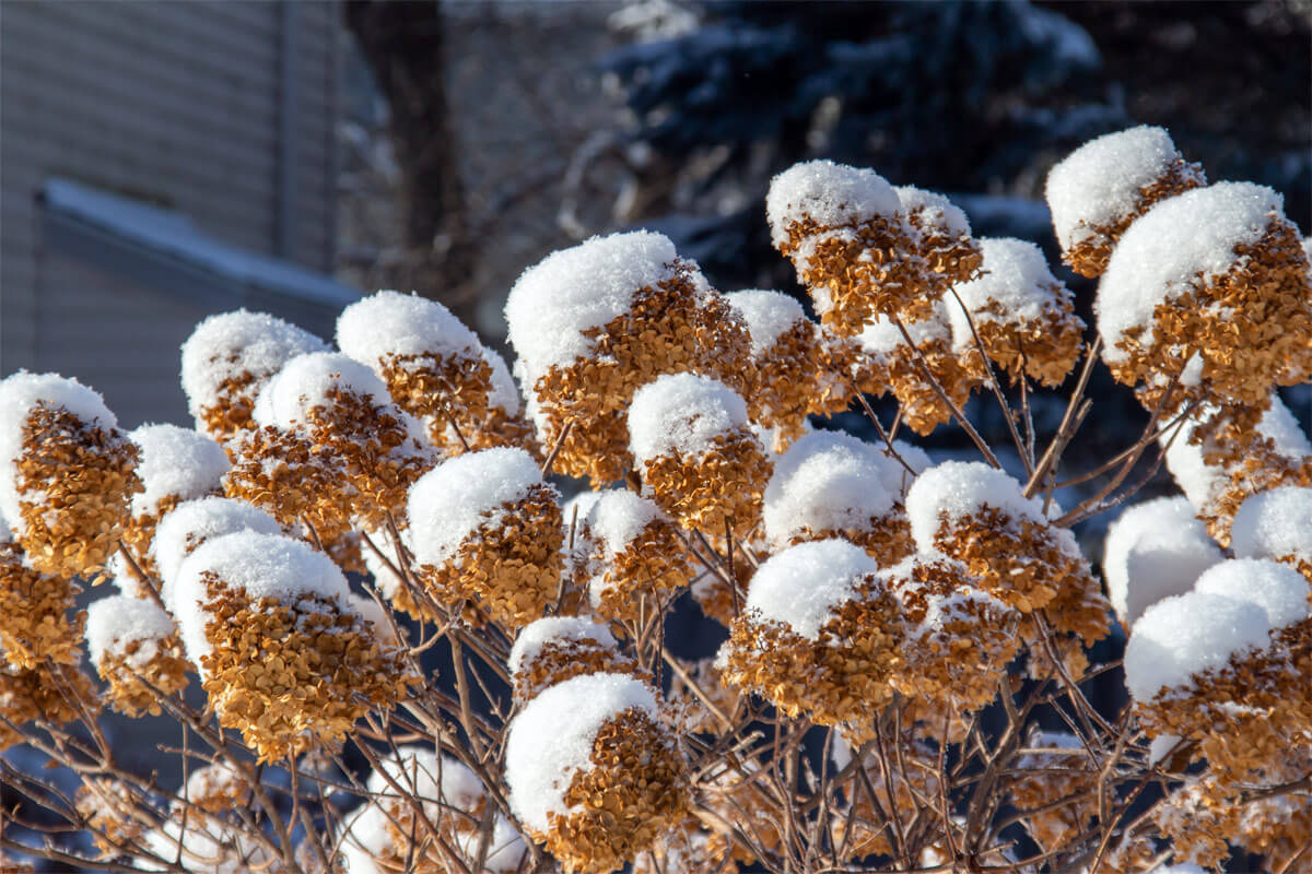 Wie schütze ich Hortensien vor Frost