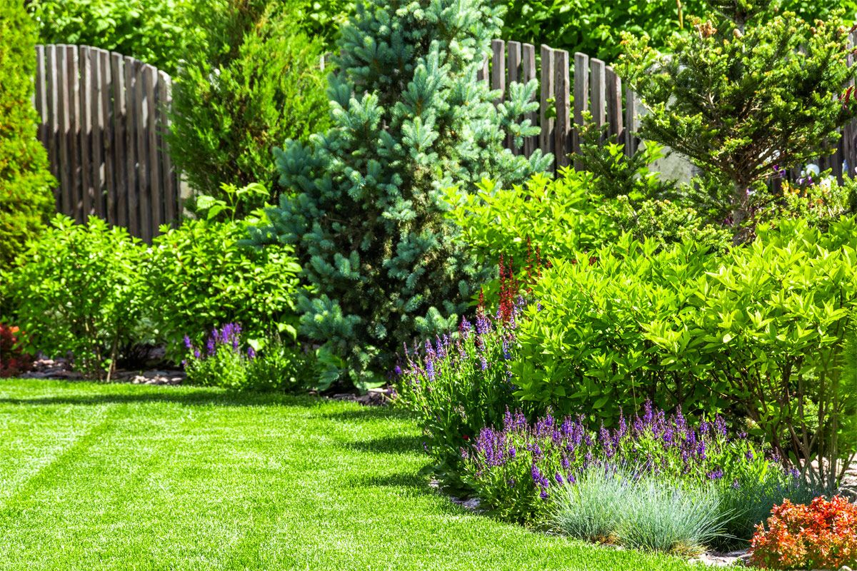 Heimische Gehölze für den Garten
