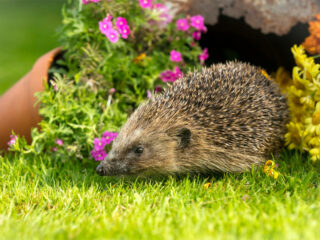 Warum gelten Igel als Schädlingsbekämpfer im Garten?