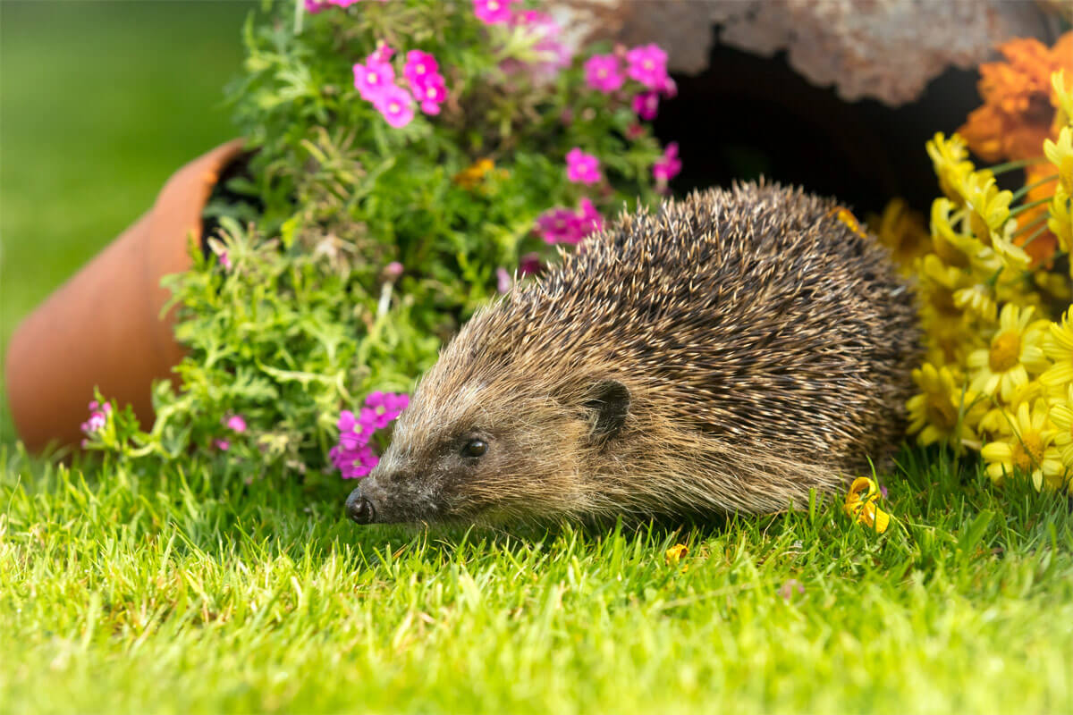 Warum gelten Igel als Schädlingsbekämpfer im Garten?