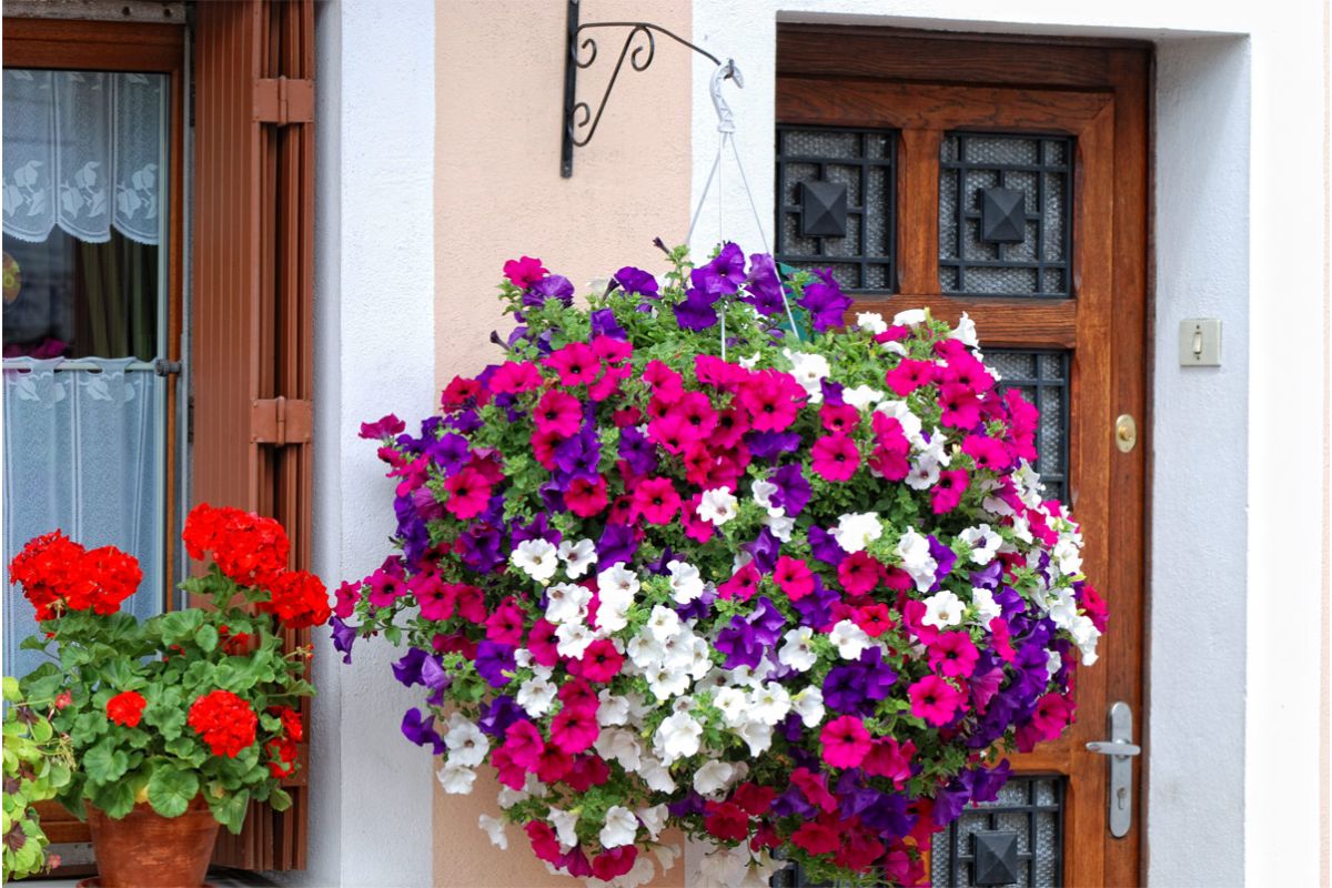 Was sind Garten Petunien