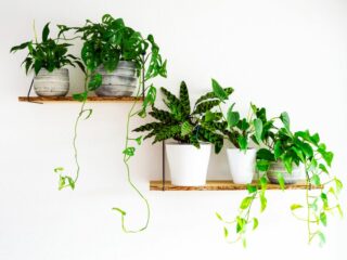 Welche Zimmerpflanzen brauchen wenig Licht