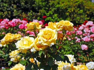Tipps Rosen Pflanzen
