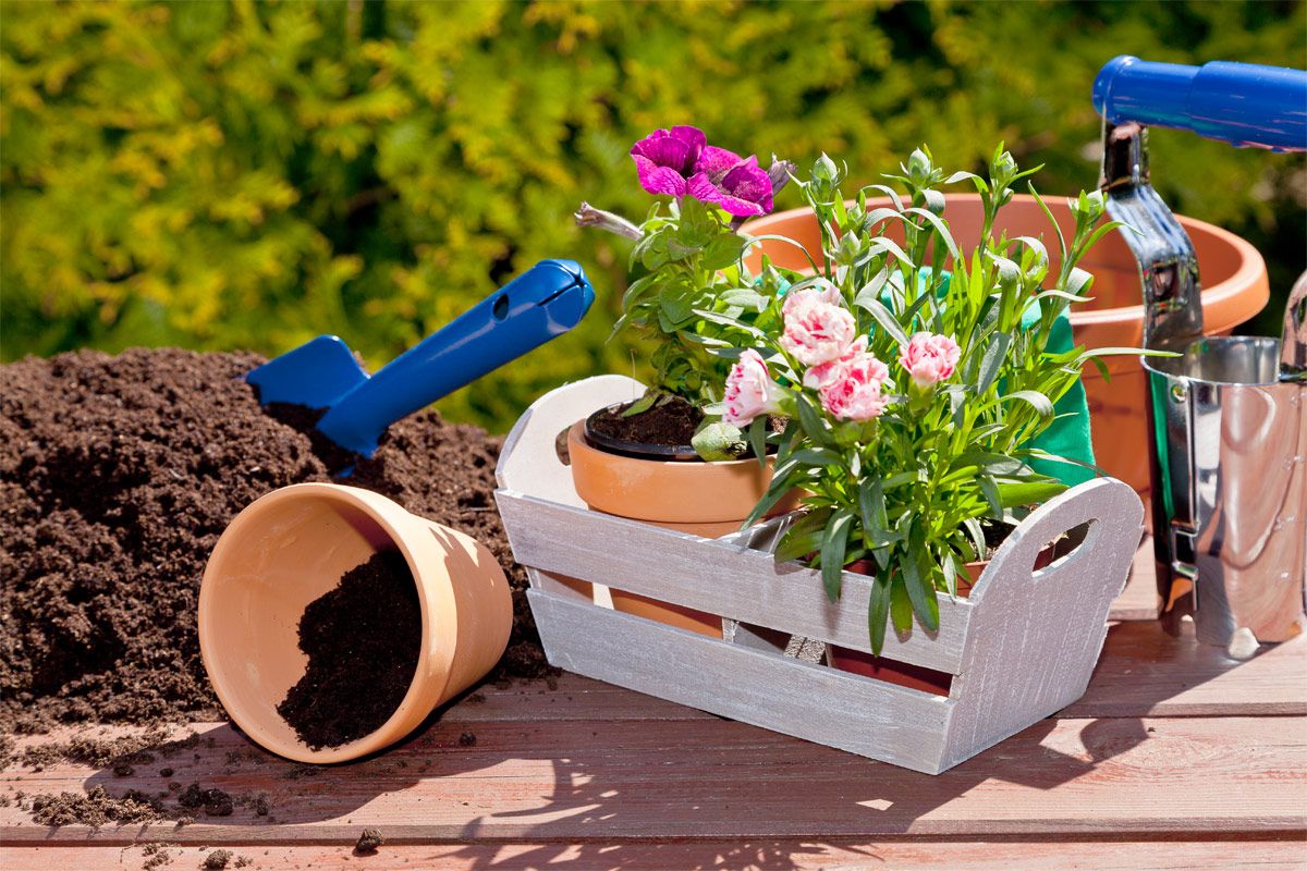 Unterschied zwischen Blumenerde und Geranienerde