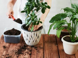 Wann sollte man Zimmerpflanzen umtopfen