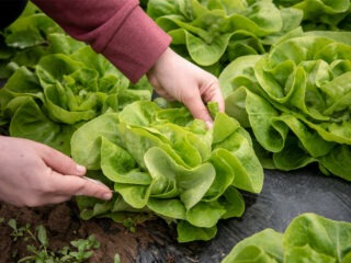 Wie lange kann man Salat anbauen