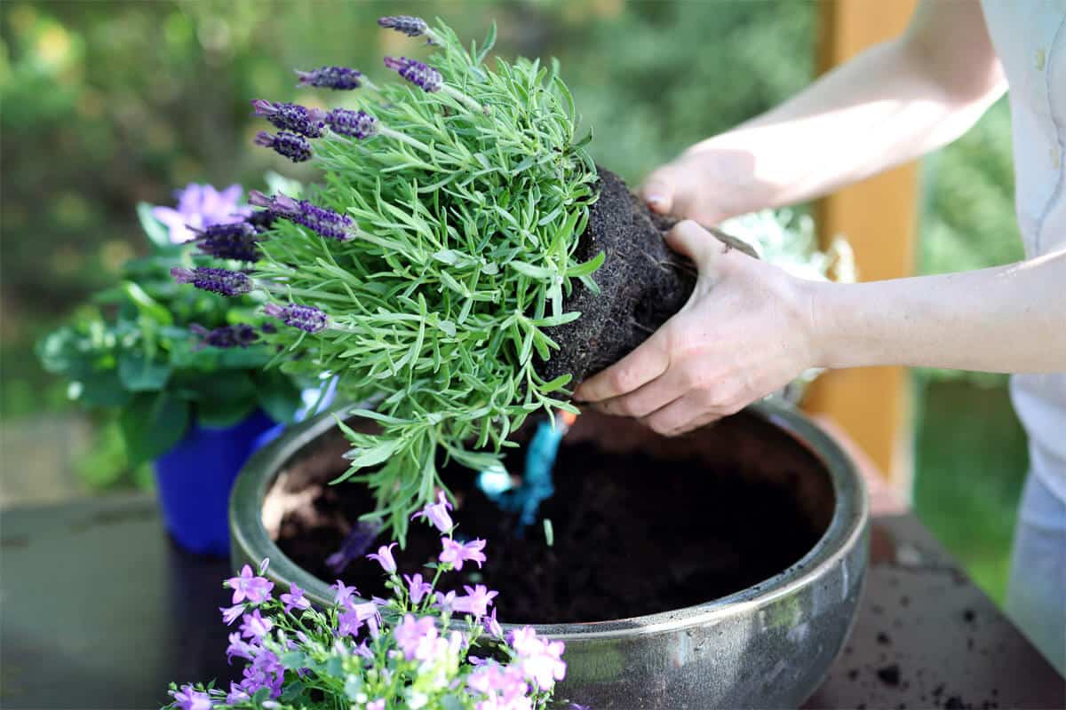 Ab wann Lavendel pflanzen