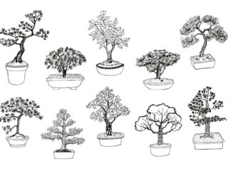 Bonsai Formen Bilder