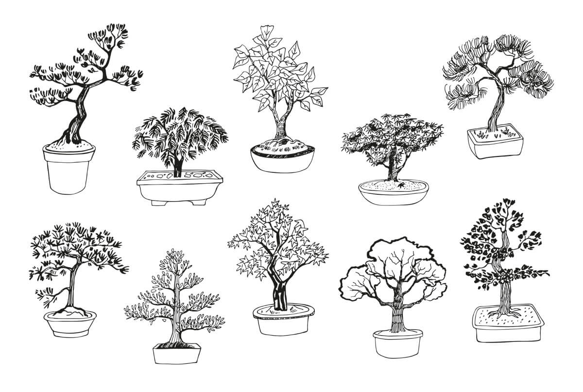 Bonsai Formen Bilder