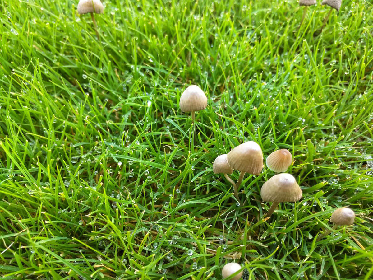 Pilze im Garten vermeiden