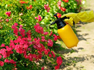 Wann soll man Rosen düngen?