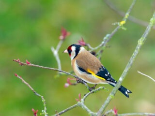 Warum sind so wenig Vögel im Garten