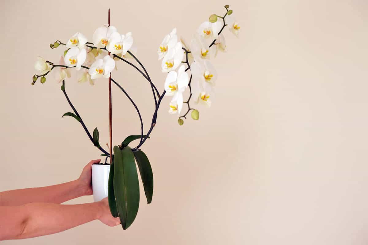 Wie lange leben Orchideen Pflanzen im Topf