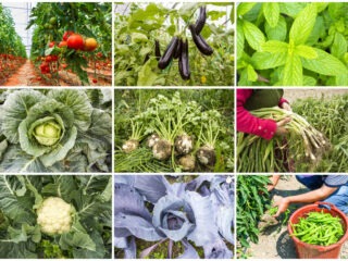 Bio-Garten selber anlegen