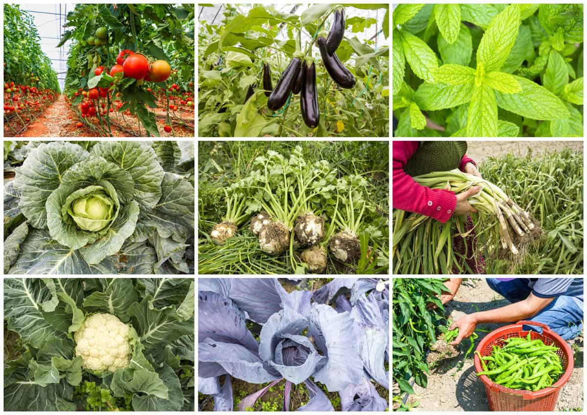 Bio-Garten selber anlegen