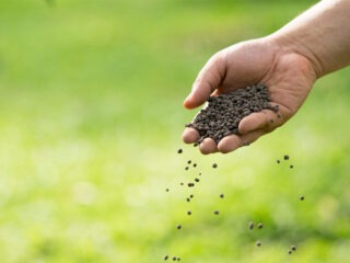 Düngen im Biogarten