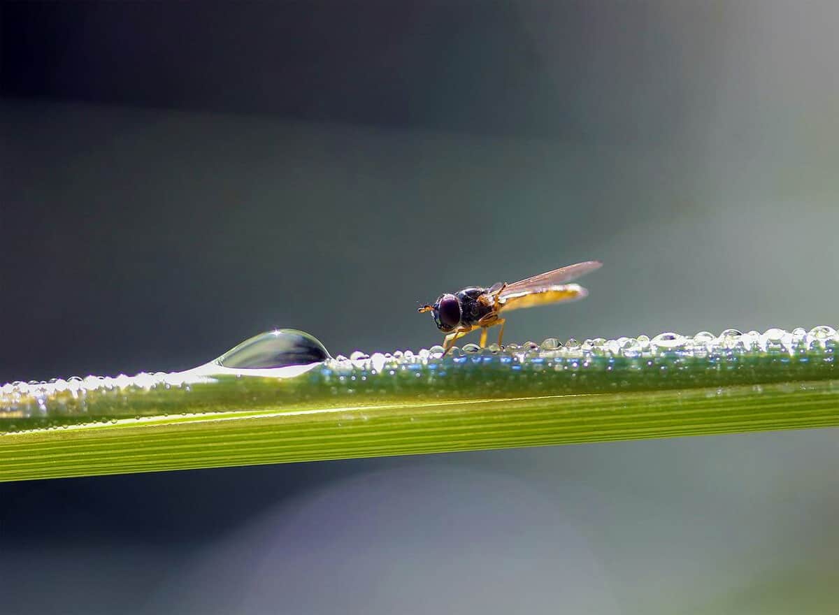 in Zimmerpflanzen kleine Fliegen loswerden