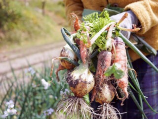 Warum Bio-Gemüse selber anbauen im Garten