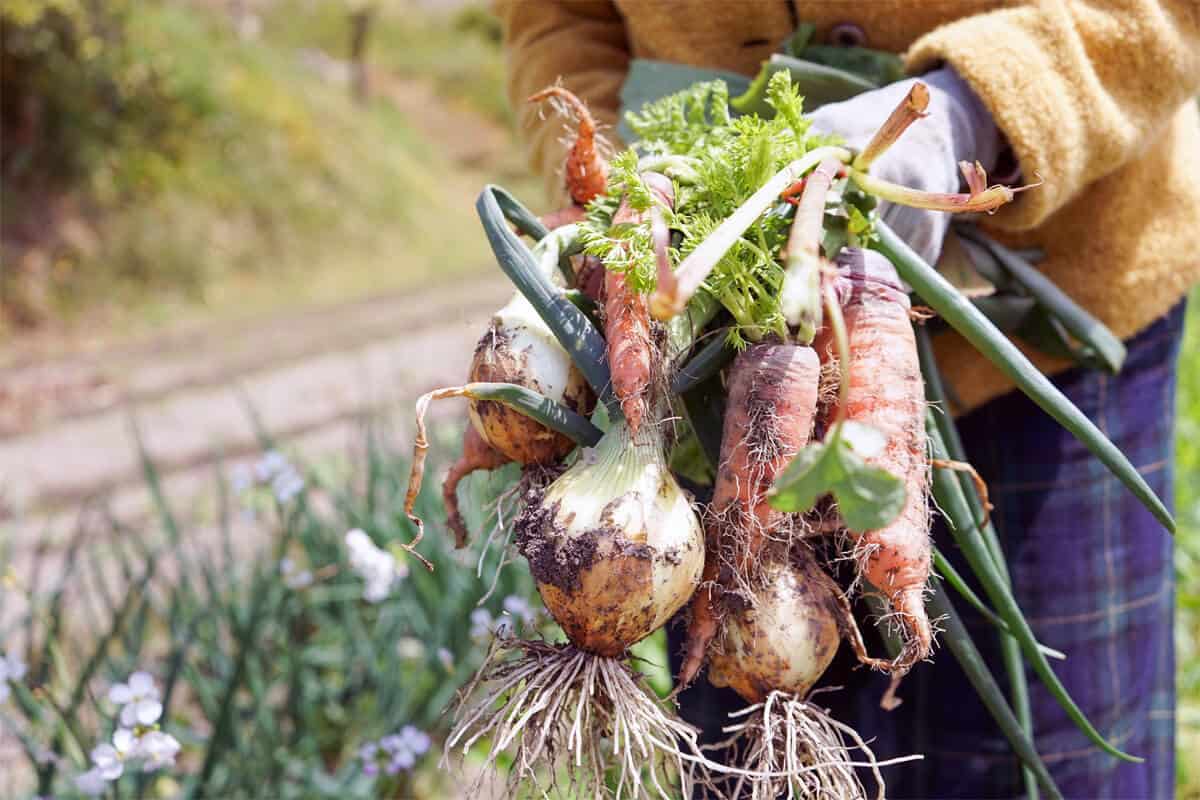 Warum Bio-Gemüse selber anbauen im Garten