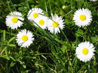 Wie kann ich Gänseblümchen aus dem Rasen entfernen