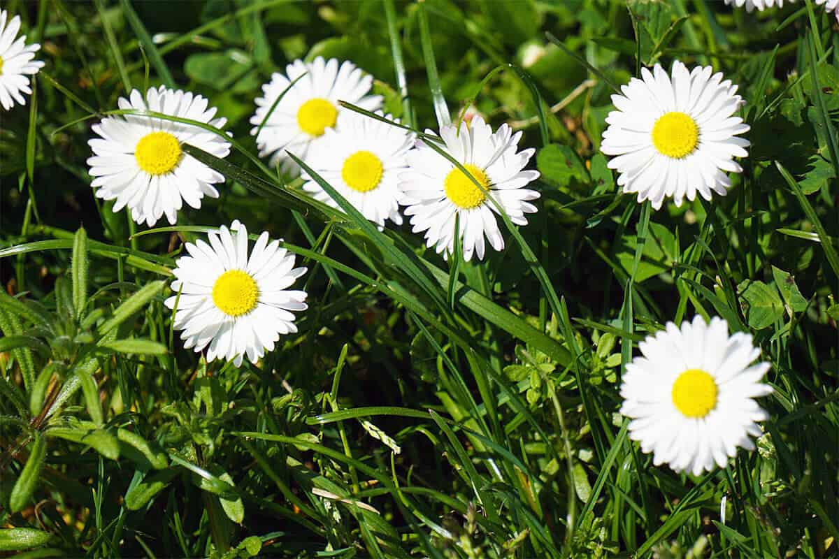 Wie kann ich Gänseblümchen aus dem Rasen entfernen