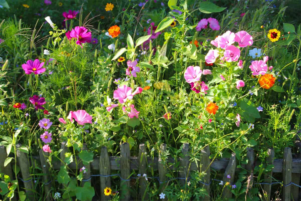 Wildblumen Garten anlegen