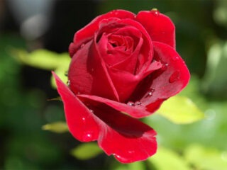Rote Rosen