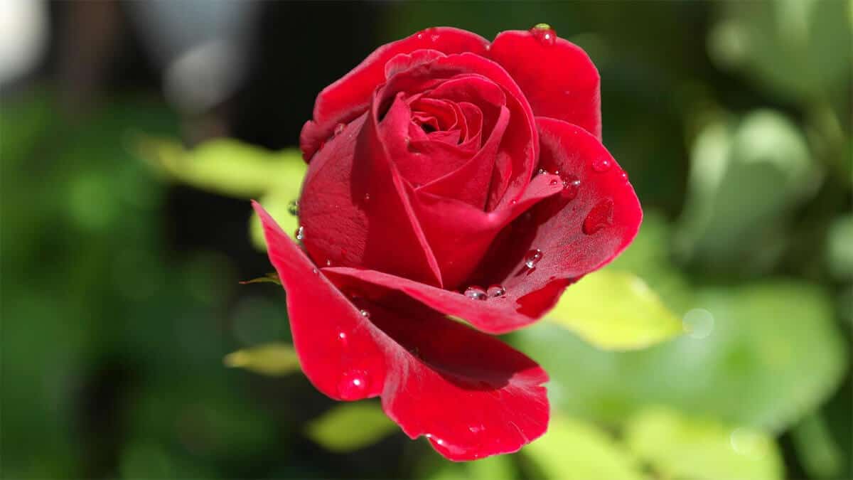 Rote Rosen