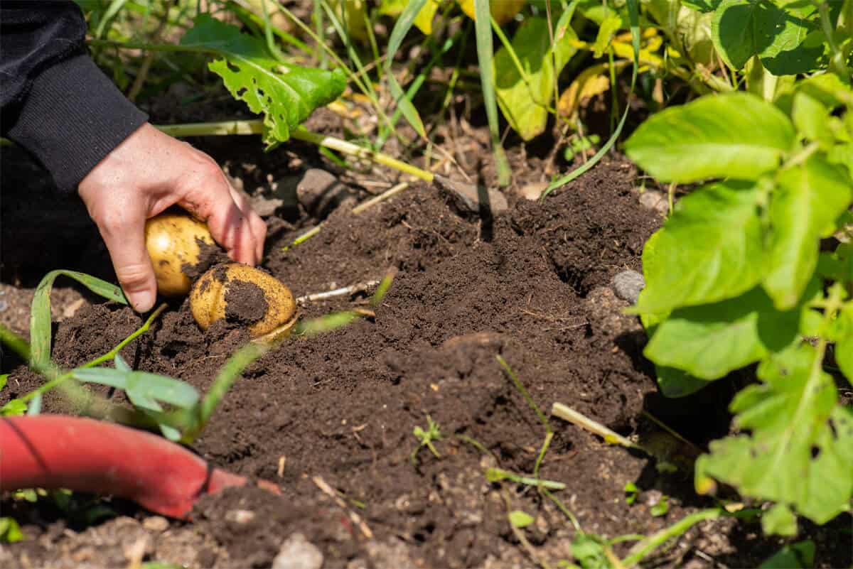 eigenes Bio Gemüse im Garten