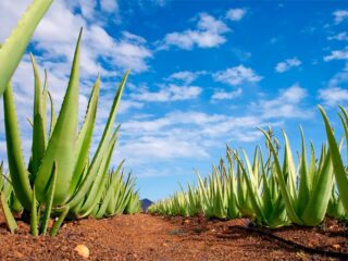 Aloe Vera Arten