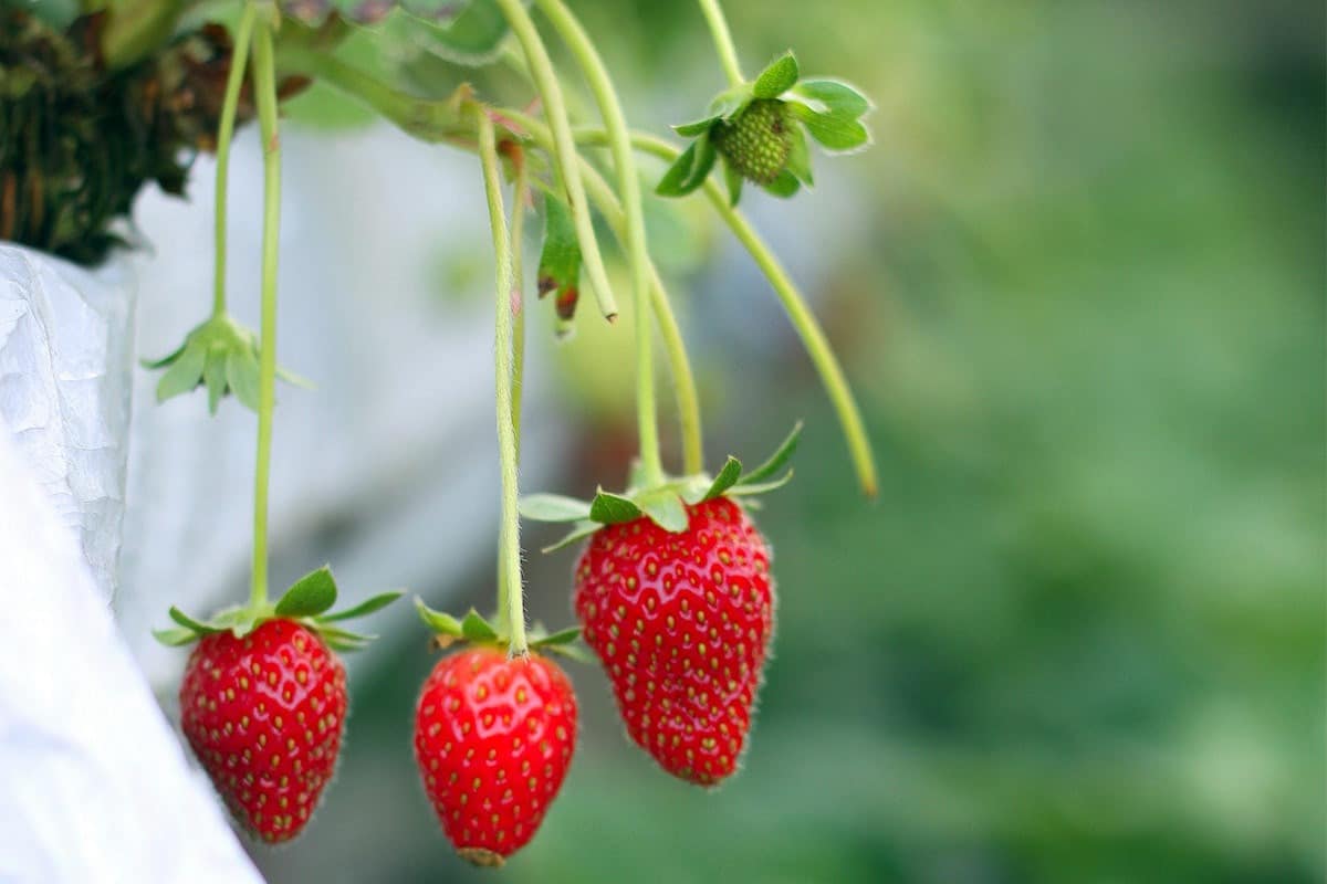 Wann kann ich Erdbeeren auf dem Balkon pflanzen