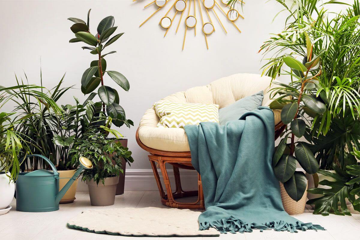 Wie viele Pflanzen pro Zimmer
